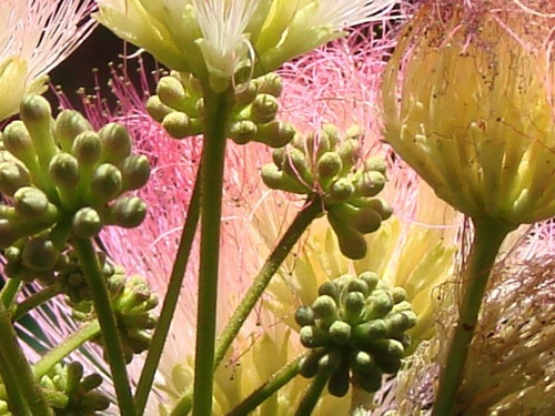 Mimosa Close Up